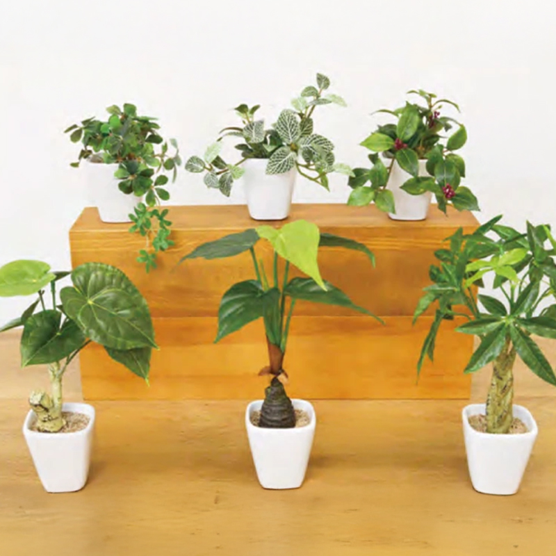 ブラックポットTS パキラ センチュリー コーデックス シュフレラ ドラセナ