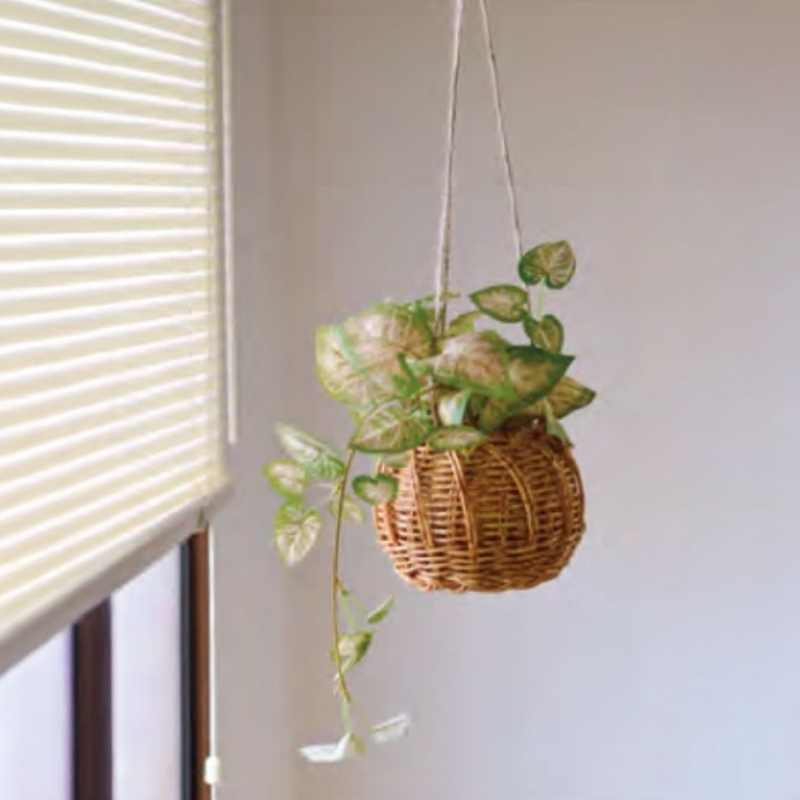 ハンギングバスケット ビーンバイン クレマチス シンゴニウム ペペロミア