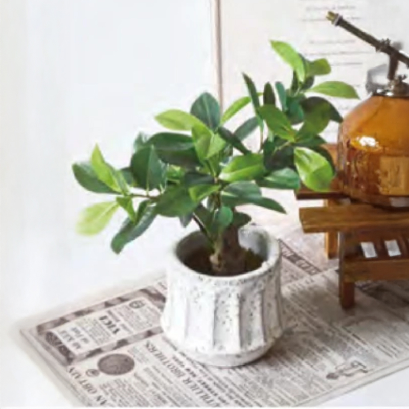 エペポット インテリアグリーン フィカス モンステラ アロエ シンゴニウム アロカシア