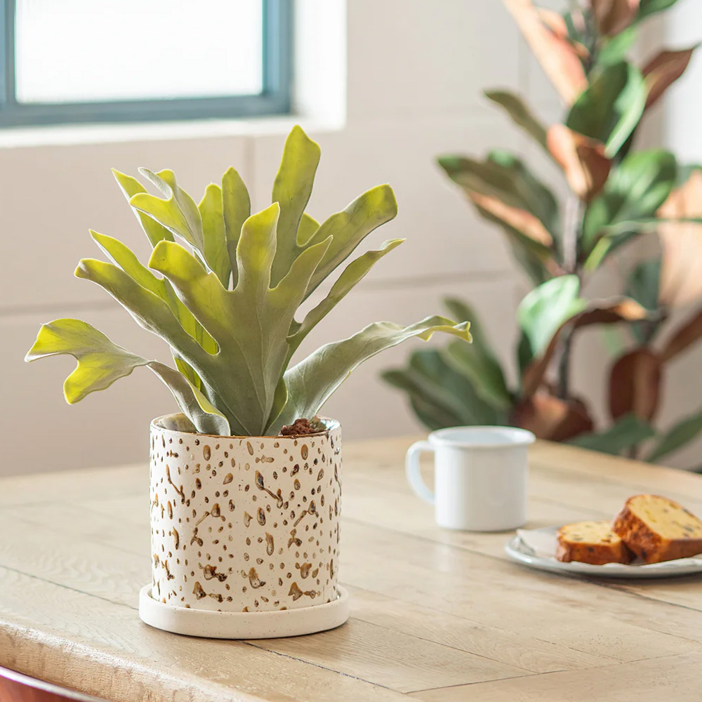 《予約：3月中旬入荷》ダルミーポット 3号＆4号＆5号 植木鉢 プランター