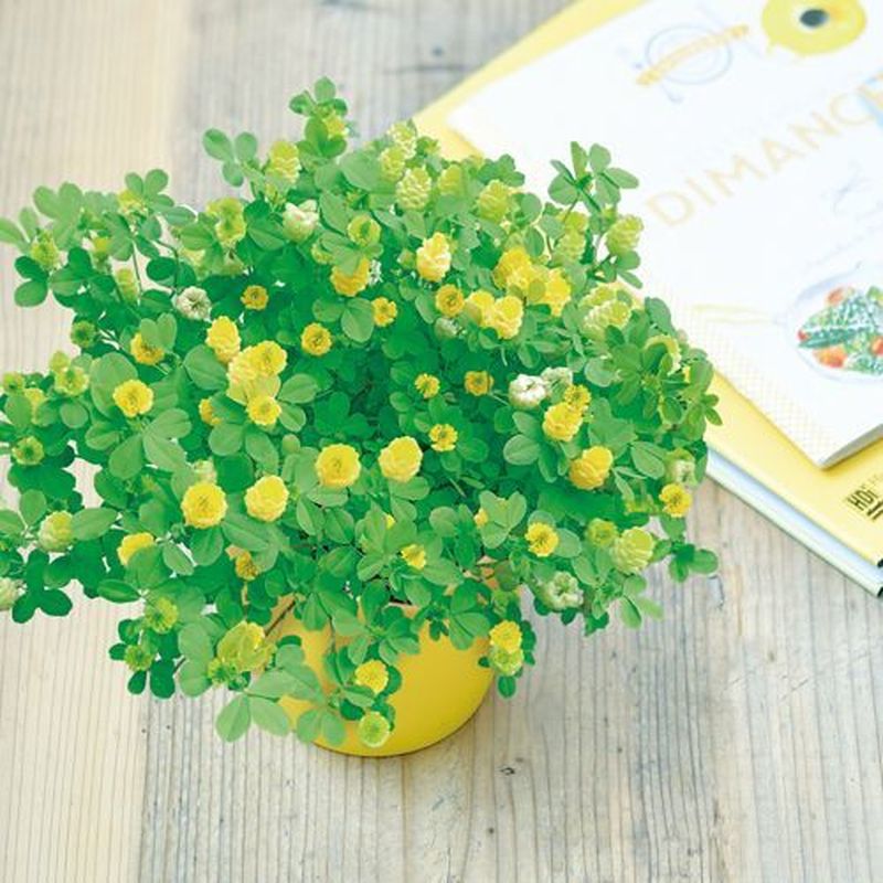【聖新】シアワセの黄色の花咲くクローバー栽培セット【数量限定】